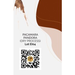 Red Pacamara "PANDORA"- Auction Iot (El04-01)